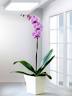 Tek Dal Phalaenopsis Orkide 